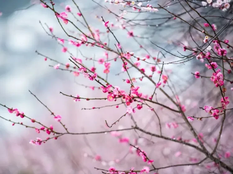 b10dcdc429d3c2376c4e2228250fe147-sz_110538-1