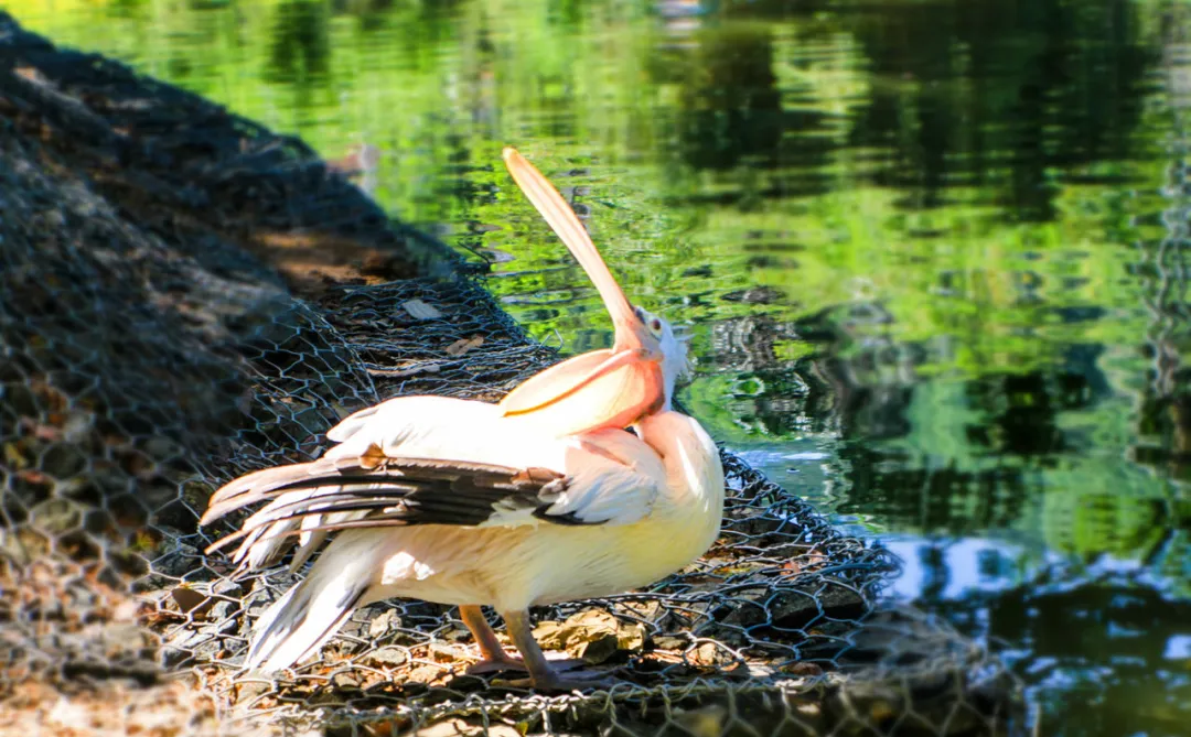 b21c762aa4f306725dc320e394ee72e6-sz_274088-1