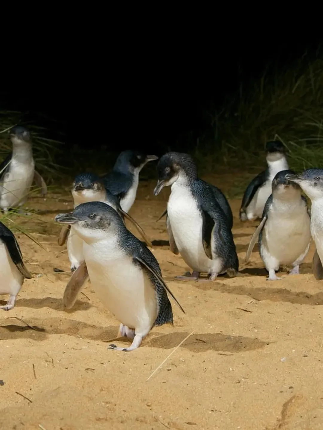 b2b8c68fc4de42c447b69a6567879b74-sz_234272