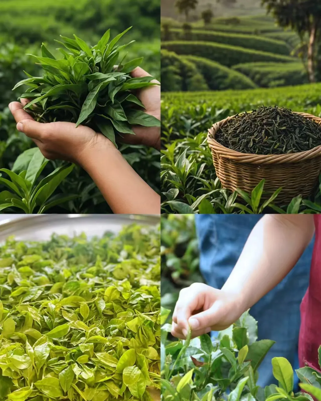 b84285fe5915cef3470238c3fbf2446a-sz_1233967-1