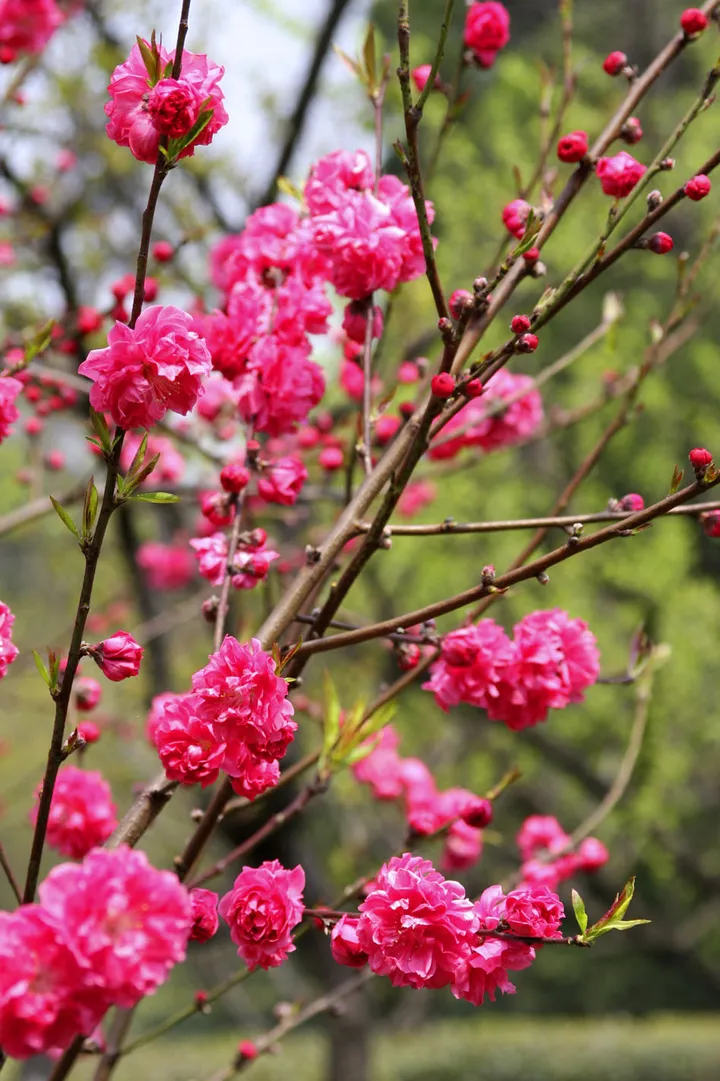 b9e6d0a70096273c0de0d6d83bcb904c-sz_363821