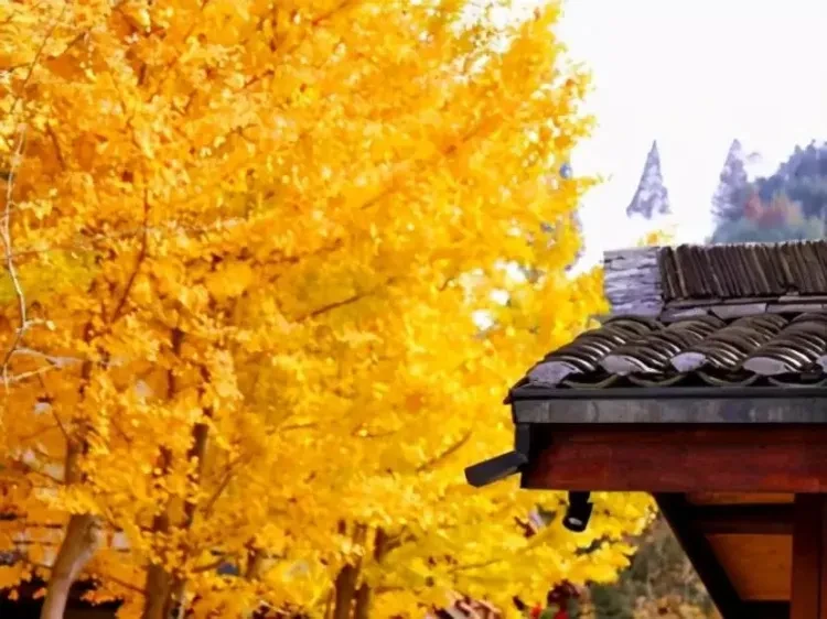 c0715d4818149b59e0e30687d172d469-sz_86237 c0715d4818149b59e0e30687d172d469-sz_86237