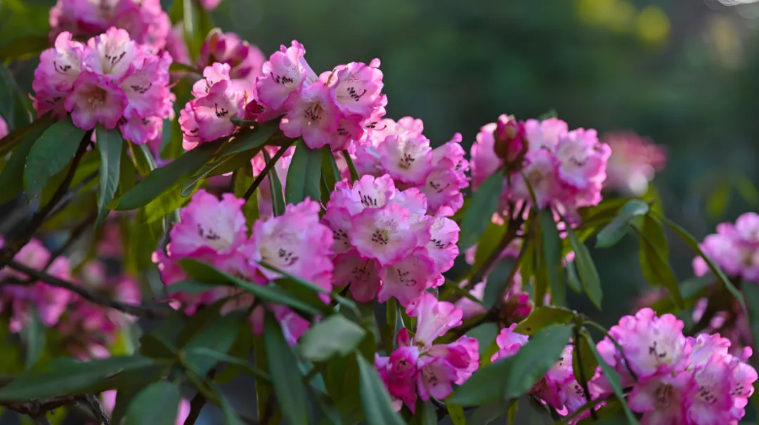 c083e98cecf72dc9d8354945d8c19093-sz_1913168-1