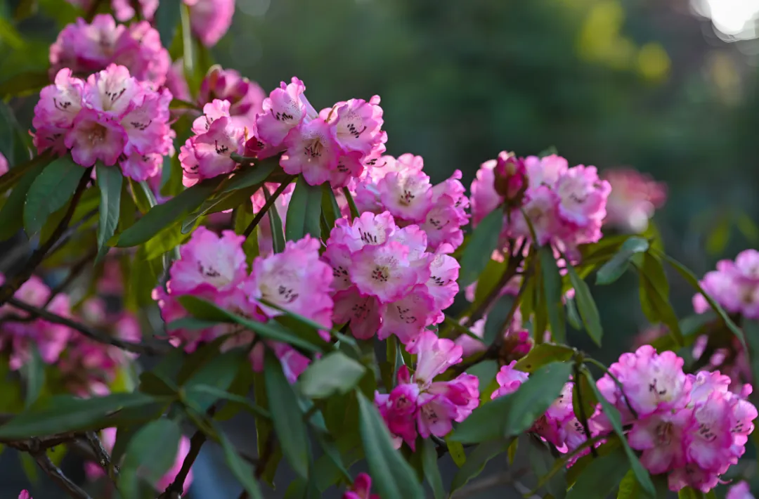 c083e98cecf72dc9d8354945d8c19093-sz_1913168