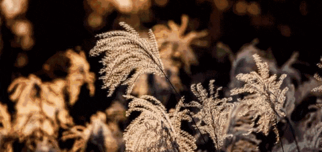 c11c69a4a6145e3049f68660f7faa124-sz_489275