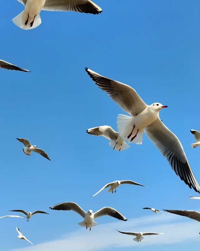 c520836312a817841d9a8a6d5d85db4a-sz_380874