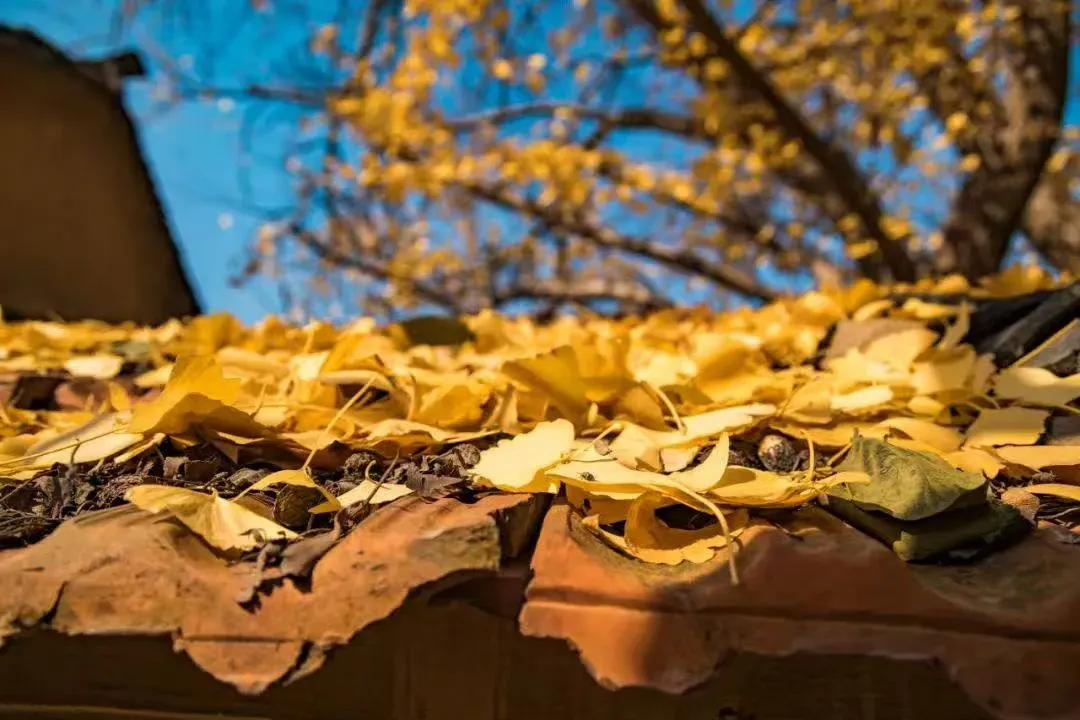 c7e95b50ccb718473eb754a4ec0ee16c-sz_978890