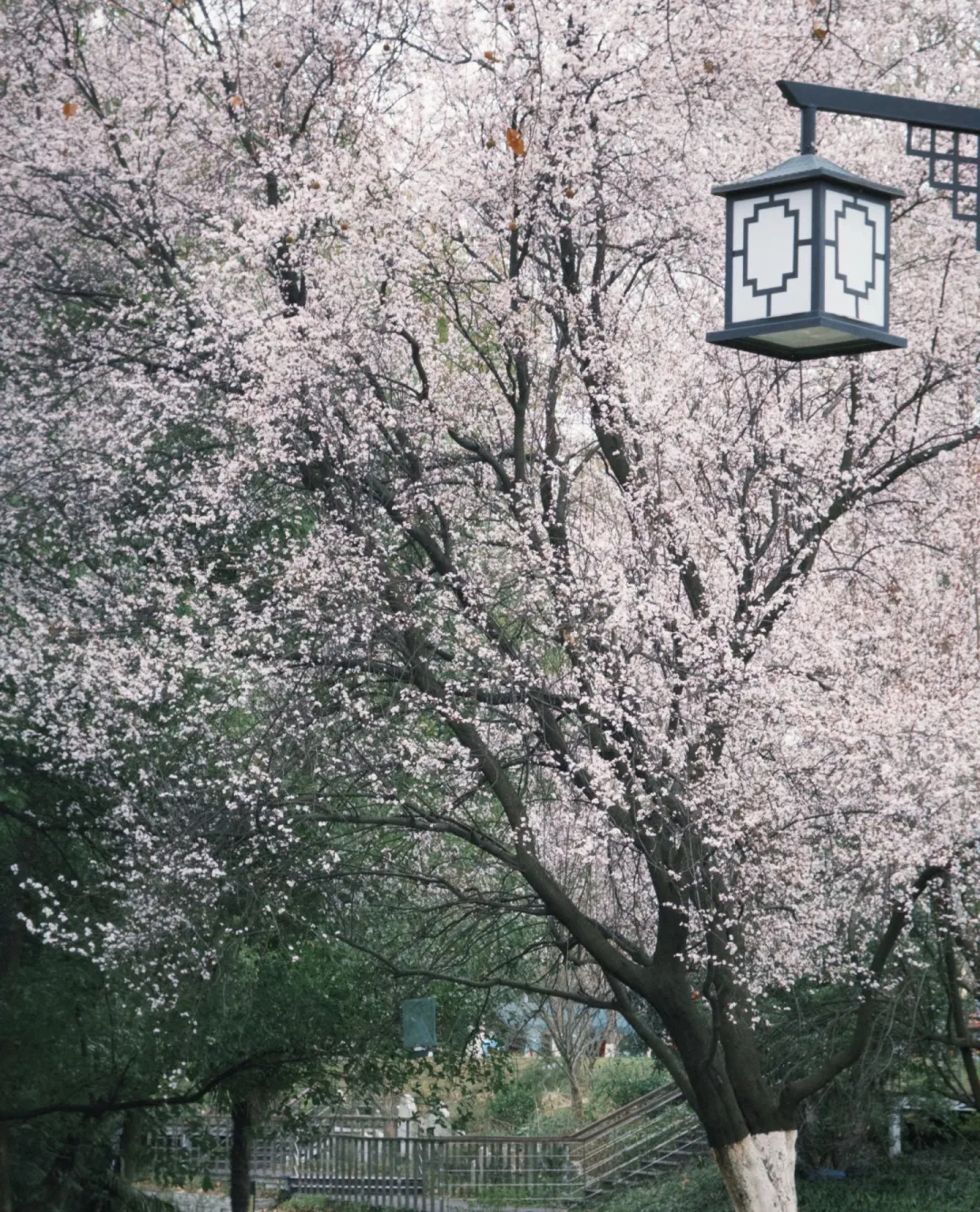 ca097c5588477b067931e52ae8424793-sz_2172112