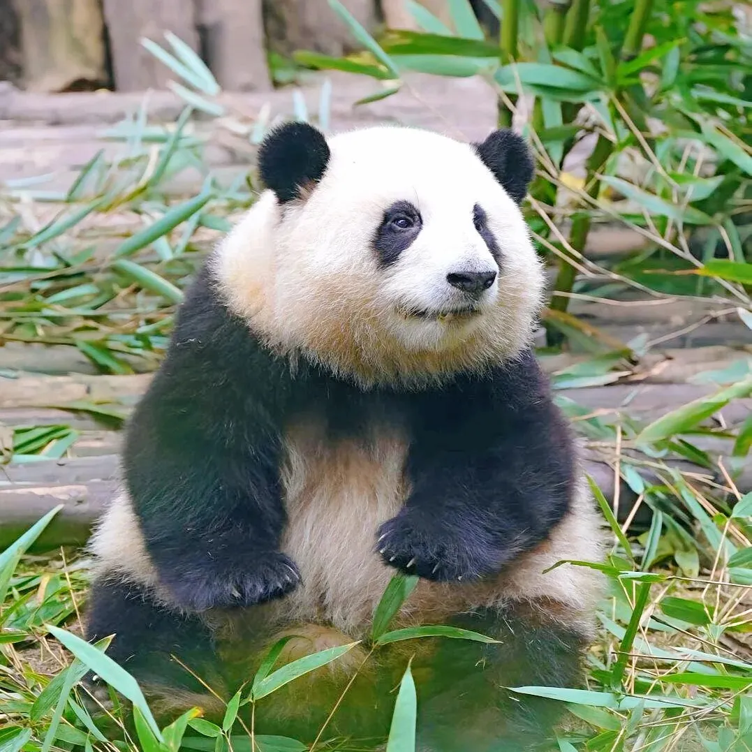 ca73042e2d52e263163fa7ce32b8993d-sz_393686