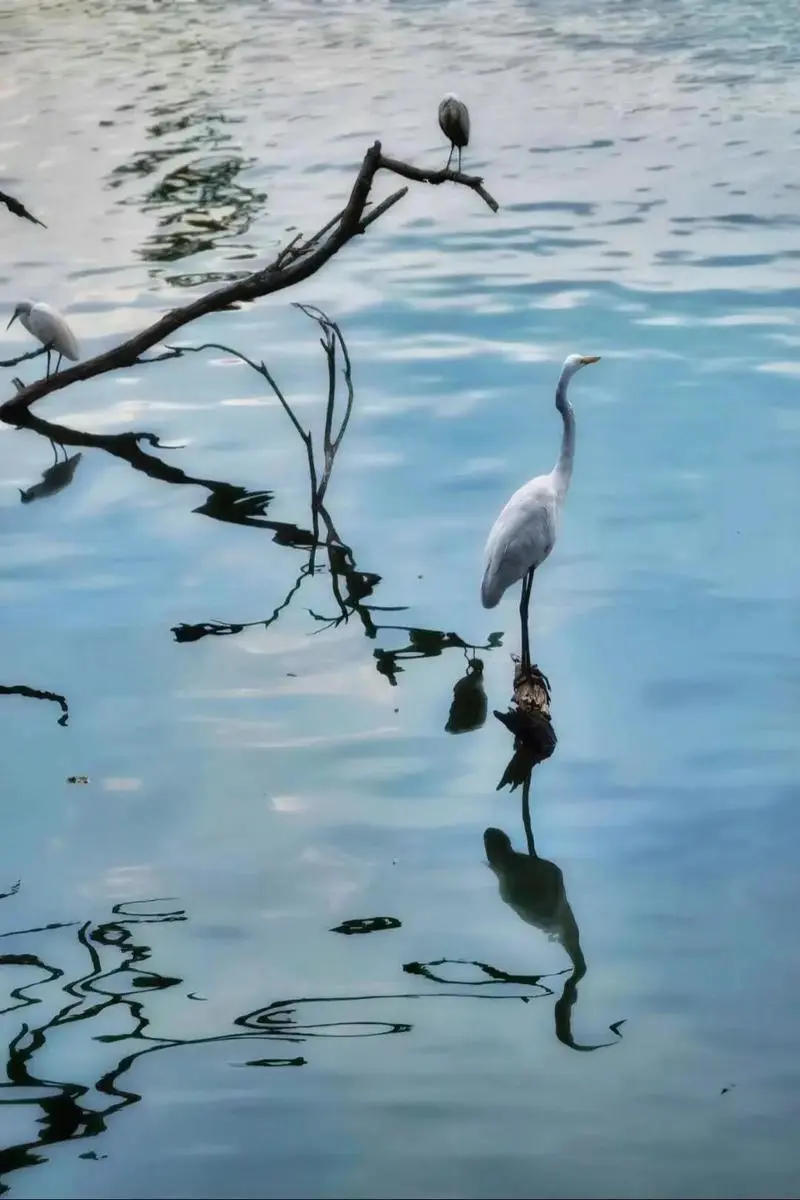 cc0b638be88b43f4d594432822785c78-sz_79238-1