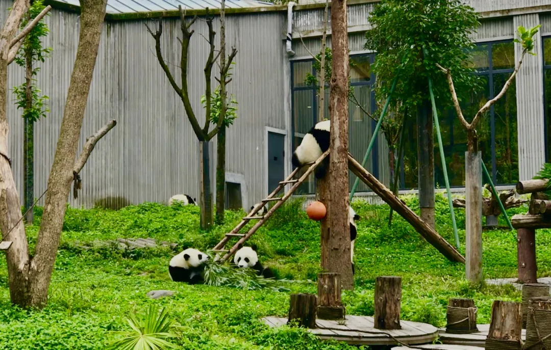 ce4c5ddf65f41ccbf4424f3bfeaffa97-sz_773972