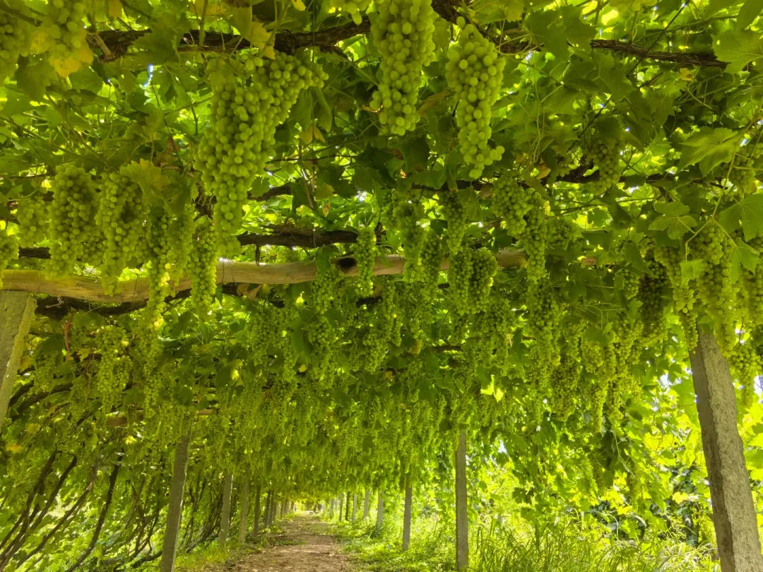 ce8d64865213d985cb87443a130f511b-sz_699609 ce8d64865213d985cb87443a130f511b-sz_699609