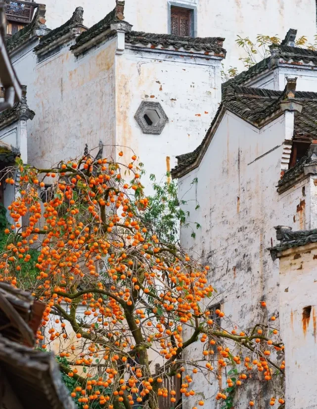 cf464c33b2849174c1ad777e21407b51-sz_1571849 cf464c33b2849174c1ad777e21407b51-sz_1571849