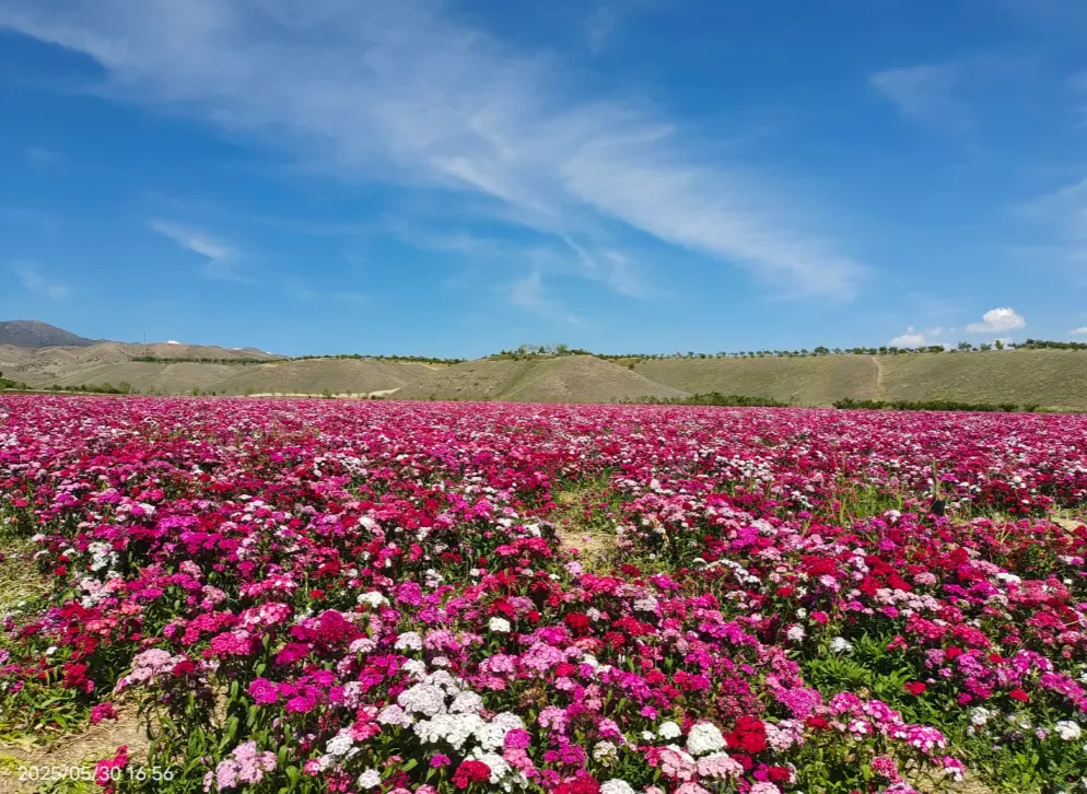 cf6f42e0ecc88a1bf83bb0696d04a444-sz_1294796