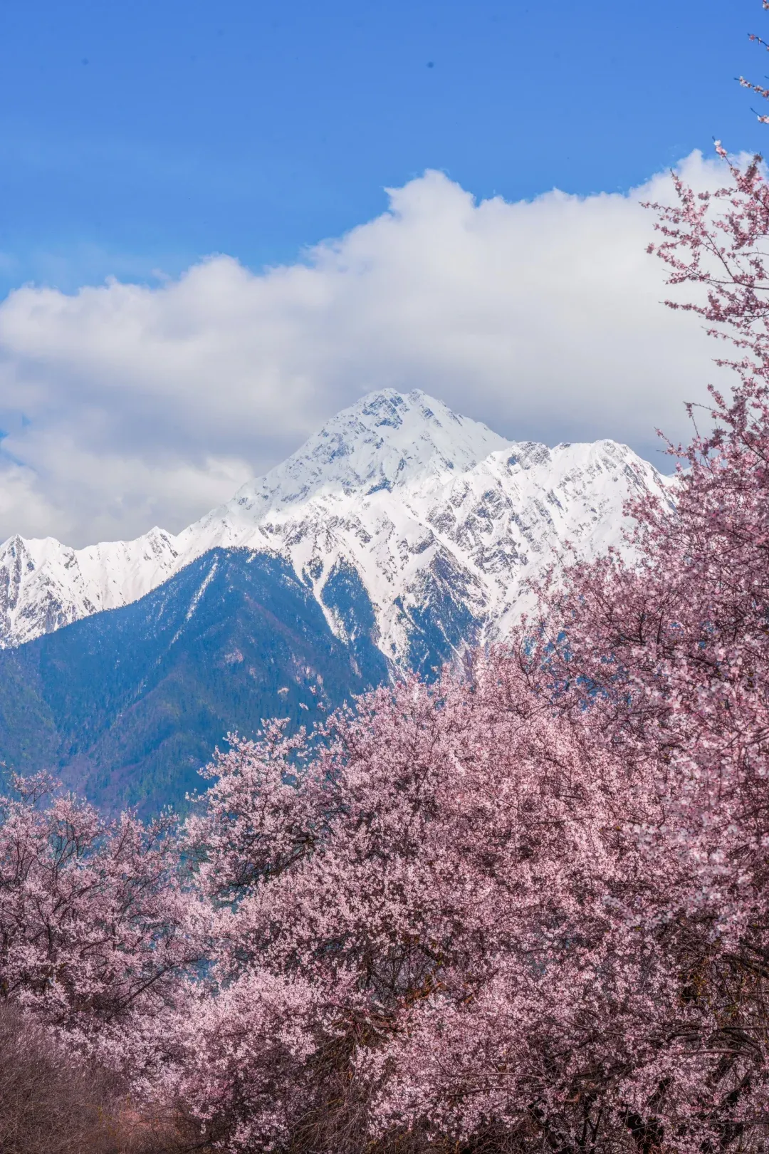 d24af1e7f09c529103208554139ff4ce-sz_2729804