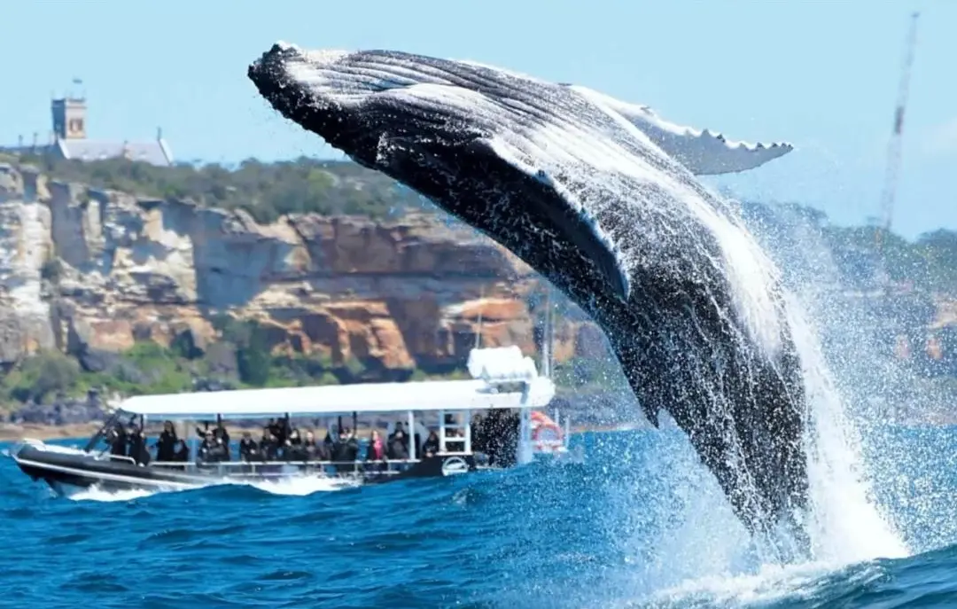 d295d903783a91d7f0b324a7694dac92-sz_212253-1