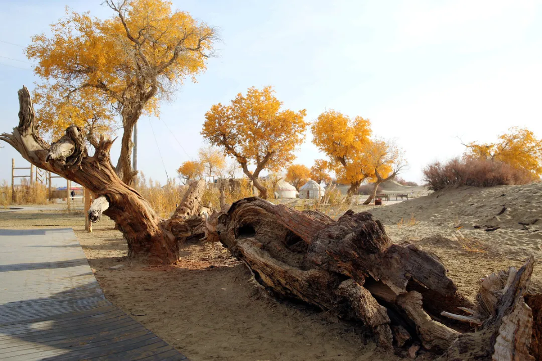 d2e83e749b45c2f20bbacc388383c99a-sz_454124