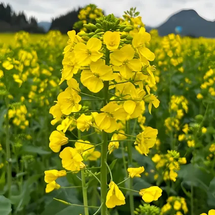 d3bc1e9fbcfd59a87ea4f1dfcc749505-sz_492582