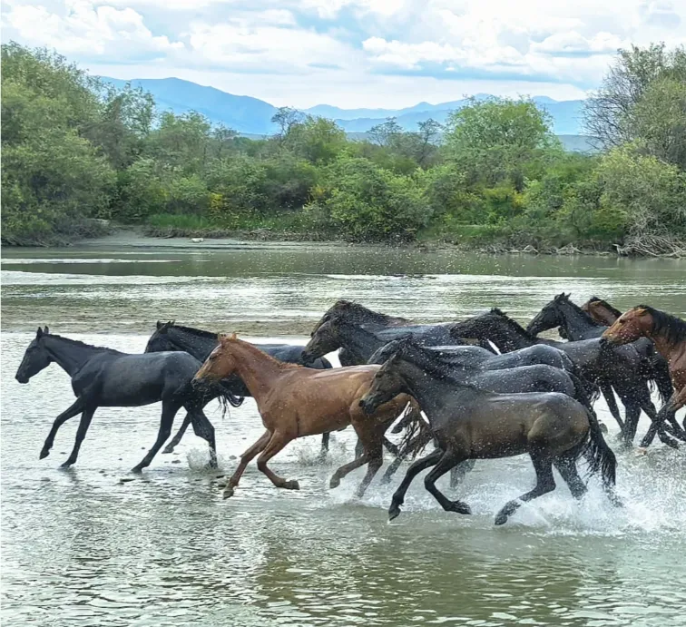 d5b9964c92fb119f3b1c1b3f19e64051-sz_1062623