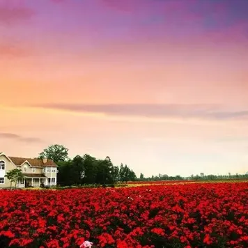 d701e0a255214a819bc88f6416199f7b-sz_390703-1