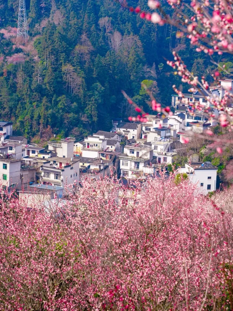 d95651b0805ac75e1cabf17a216ee2c3-sz_4361714-1