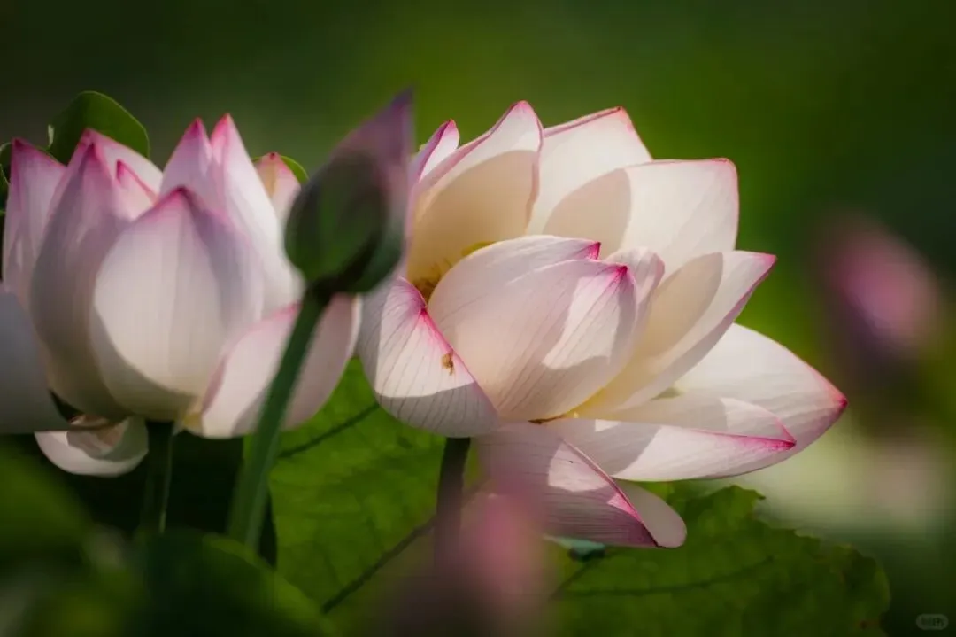 d96eedc1e82240108f33d7b5ccab81c6-sz_52497