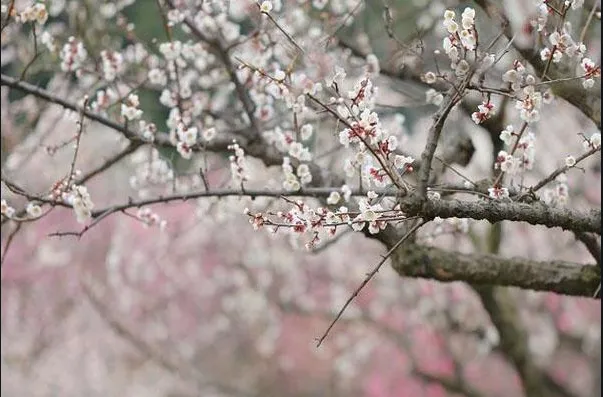 db0a081eaf0c53775cb688bc538f5d18-sz_415808-1