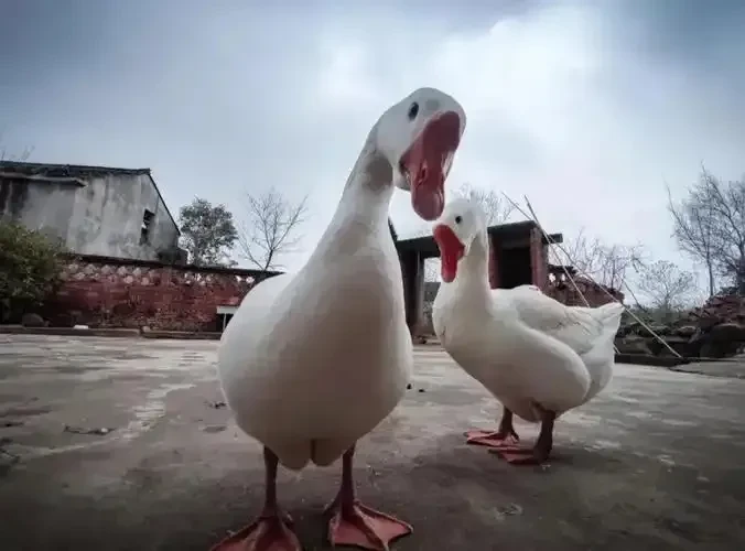 dd02729c5a10c41e6bba762f6e80c76e-sz_76409