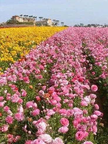 dda06635eb61bcb4a08e2f4edbd84425-sz_162254