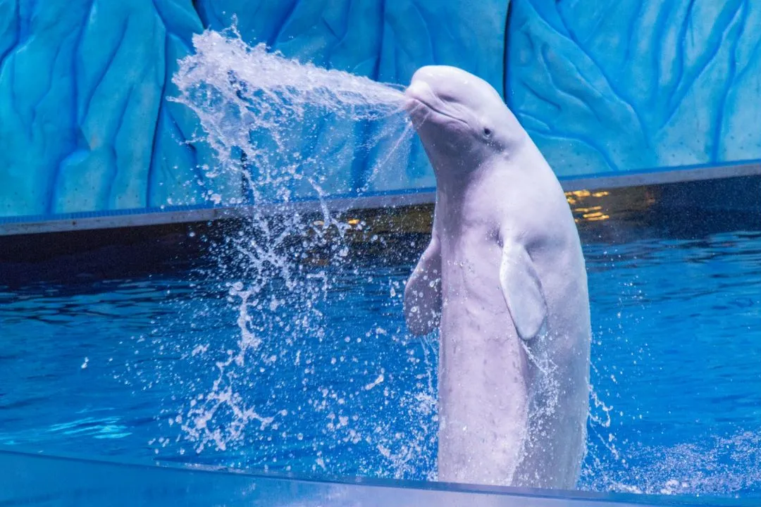 de1335d862643c41e61c9b924062b240-sz_1368906