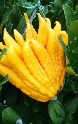 de1a52e2ccb0c7a65630fe639ccbe14b-sz_43541