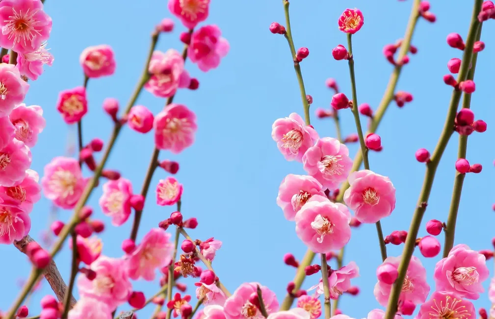 e1f34795cdfa36670afa1579ff482d6c-sz_426950