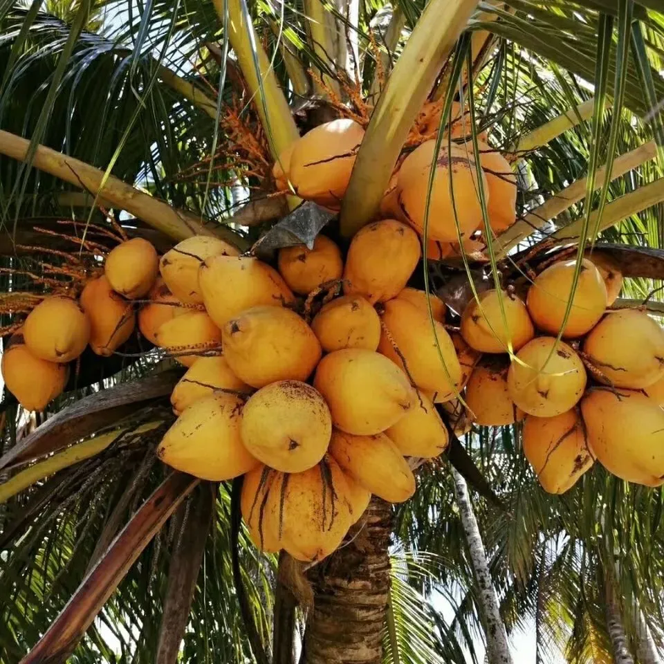 e3de62dd1ff8010efde603151f43ae79-sz_1758189-1