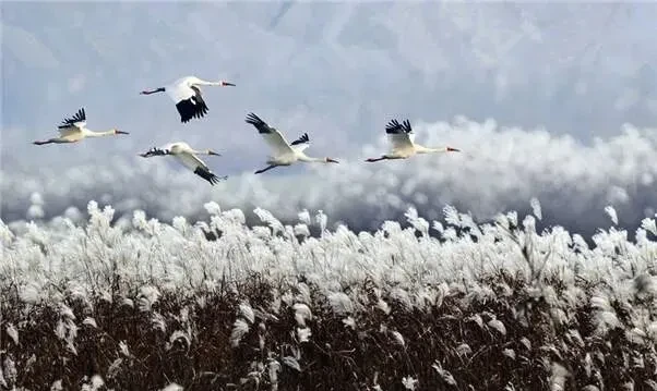 e43feaa9793c073c3f652fd2ac025c67-sz_57611