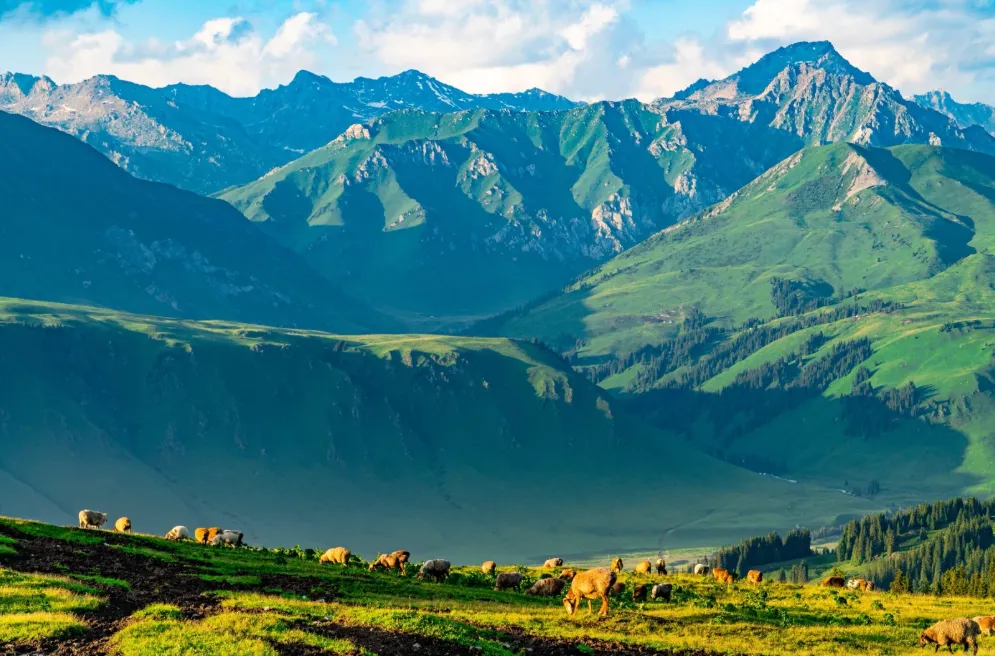 e4d75165255ba0593e58171ea0537b2d-sz_1125361