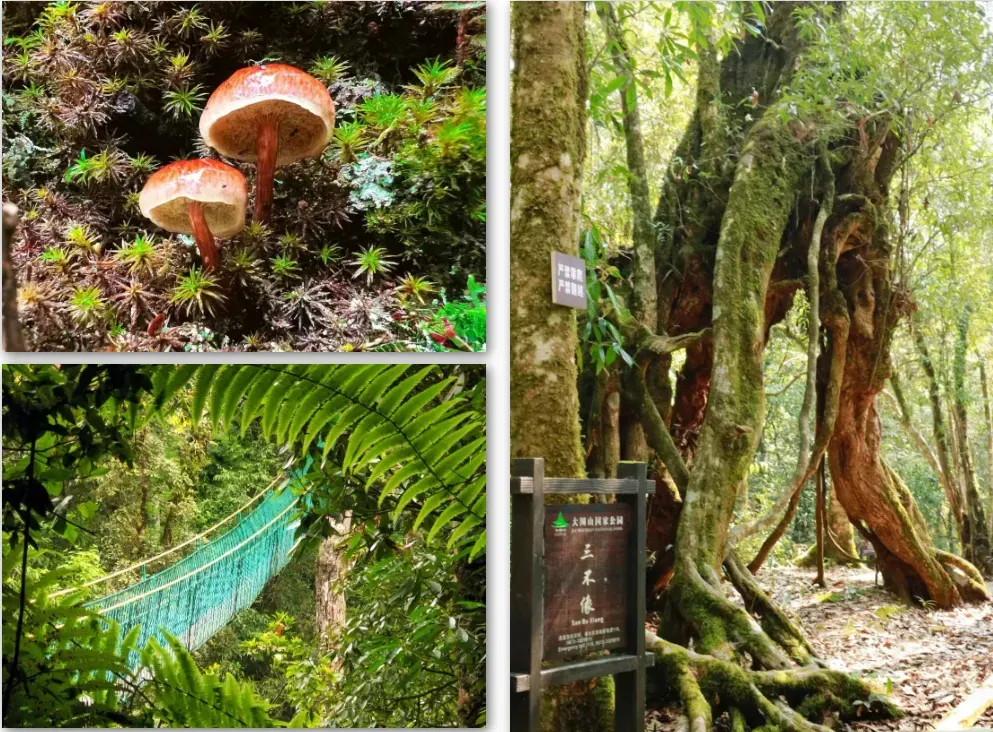 e66f37abe13e9cc19712b2a2be1ff3ca-sz_1603381