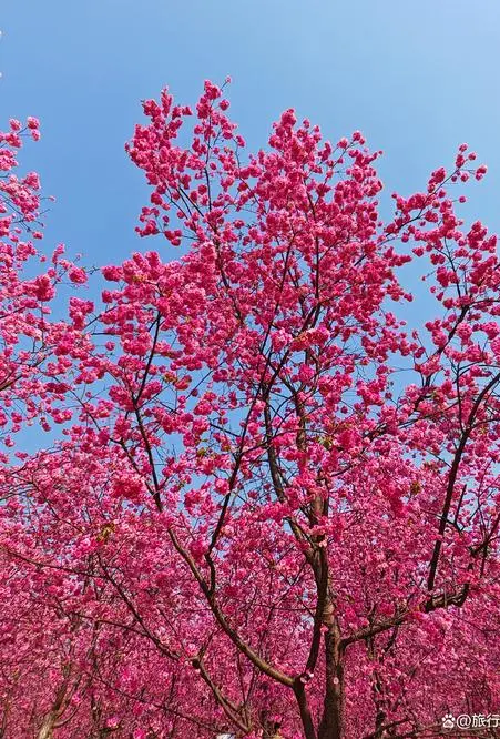 e722bab458afc410284760fcca92d96c-sz_120169