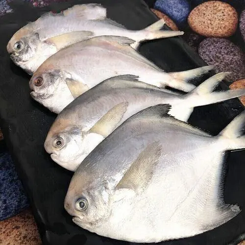 eb9481da38a879332b346191d976a04f-sz_47909