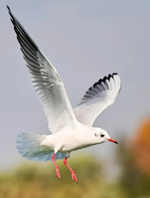 eba72affb143ac5746d82aee50edf7e8-sz_329299-1