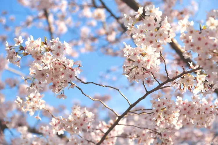 ec33e22635423e5096e0bf1c0503d918-sz_2120510