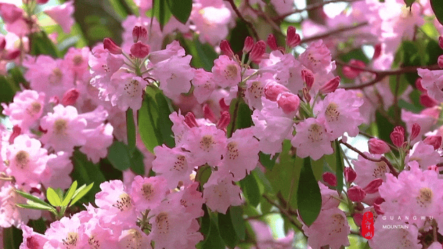 ed0a3ba12728cb0abaa89a64def64aa0-sz_1219753