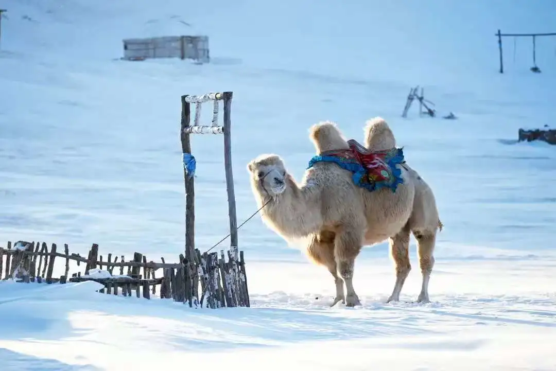 ed3582725640d0f1fa33af7de0ddbe62-sz_55802