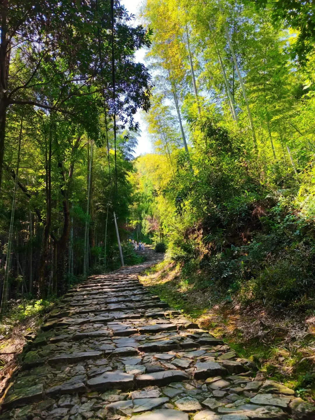 ee17688ccc6efbfd4fef497c70ba2323-sz_3347783