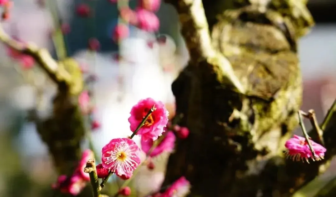 f0d5875f085102a2988faaffa9ad36f3-sz_69641