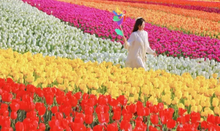 纯玩599盐城+东台五日游！赠送价值168元仙幻实景秀演出 含4早8正餐餐16菜一汤 棋牌KTV免费 全程大巴服务！