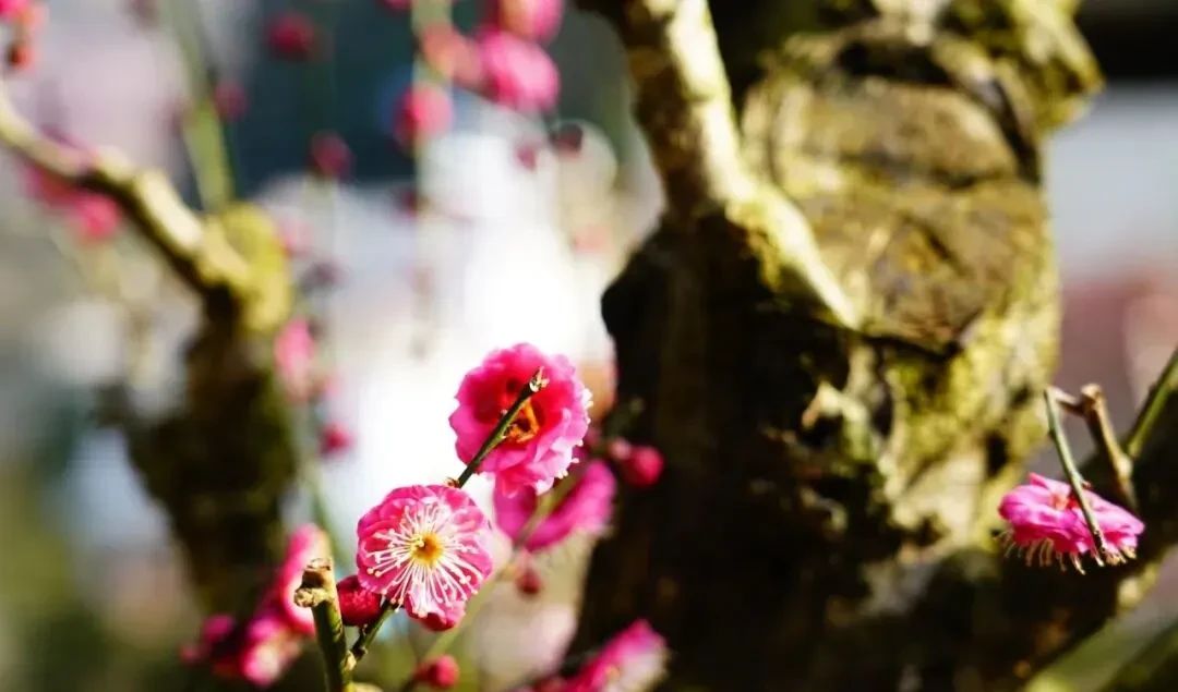 f25caff0972b51d070250227b25915a0-sz_81442