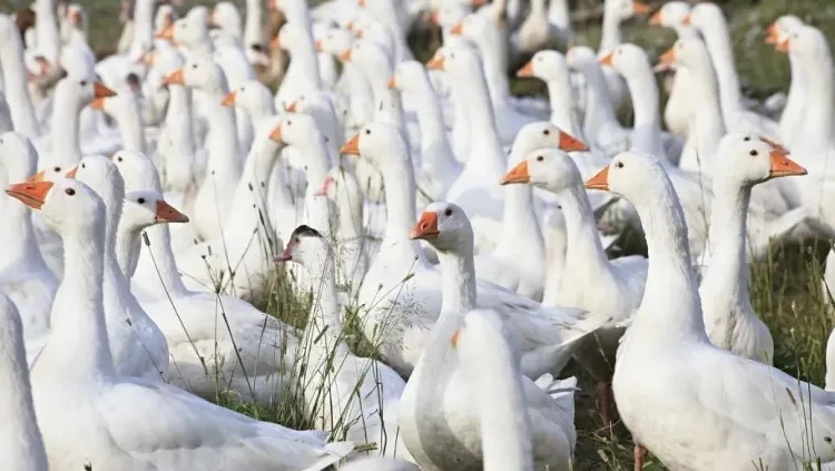 f4d95c05a26a366d4d9bae17df7341a8-sz_160354