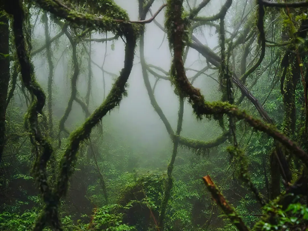 f5a4ede8d84382ccae33608aa6fa396b-sz_2482582