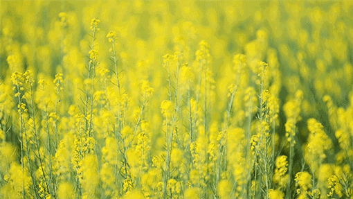 【纯玩：醉美踏春赏花❤自助天花板品质四日398元】住五星水城精品酒店，4顿100多种自助大餐，游婺源江岭梯田油菜花，画里乡村•宏村，皖南川藏线•储家滩