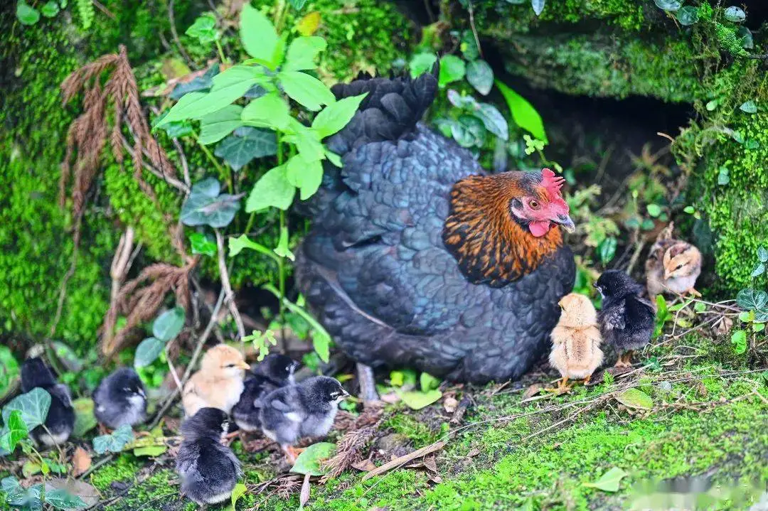 fd0e6e4d1dee955ca50671b89779a785-sz_184069